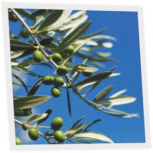 Dalle LED Imprim&eacute;e 60x60 cm - Motif Parfum d&rsquo;Oliviers - Lumi&egrave;re Blanche Neutre 4000K - Panneau Lumineux pour Plafond Bureau Salon Cuisine - Facile &agrave;