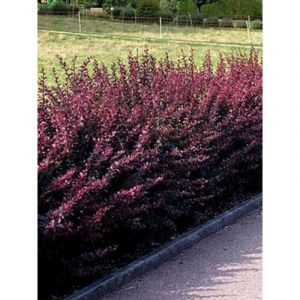 &Eacute;pine-vinette de Thunberg 'Atropurpurea' Pot de 2L/3L