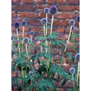 Boule azurée, Chardon boule 'Veitch's Blue' Godet de 8/9 cm