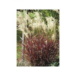 Eulalie, Roseau de Chine 'Dronning Ingrid' Godet de 8/9 cm