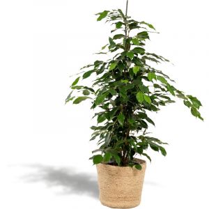 Ficus Benjamina Danielle - Plante d&rsquo;int&eacute;rieur verte - &Oslash;21cm - ↕95cm + Mand Selin&ndash; ComfortXL Green