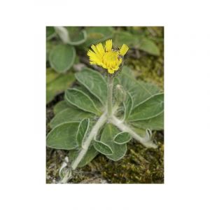 Piloselle Godet de 8/9 cm