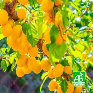 Prunier 'Sainte Catherine' BIO (Prunus domestica 'Sainte Catherine')