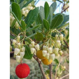 Arbousier, Arbre à fraises 'Atlantic' Godet de 8/9 cm