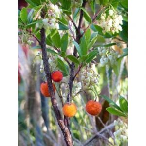 Arbousier, Arbre &agrave; fraises 'Compacta' Pot de 7,5L/10L