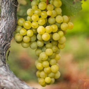 Pied de vigne Sweety' Blanc - Vitis vinifera Sweety' 120cm