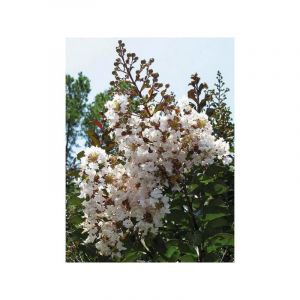 Lilas des Indes 'Kimono' Pot de 3L/4L