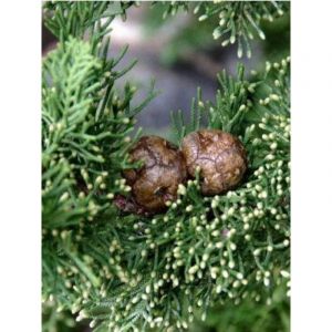 Cyprès d'Italie, de Provence 'Stricta' Pot de 7,5L/10L