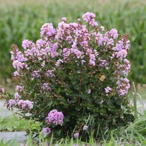 Lilas des Indes Camaieu d'été® 'Indycam'/Pot de 4L