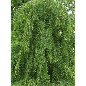 Arbre &agrave; caramel pleureur Pot de 4L/5L
