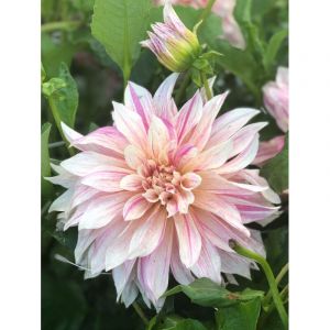 Dahlia Gpe G&eacute;ant d&eacute;coratif 'Caf&eacute; au Lait Twist' Bulbe calibre I