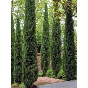 Cyprès d'Italie, de Provence 'Totem' Pot de 2L/3L