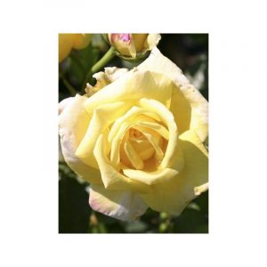 Rosier grimpant 'Goldfassade' Pot de 4L/5L