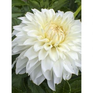 Dahlia g&eacute;ant d&eacute;coratif 'Lady Liberty' Bulbe calibre I