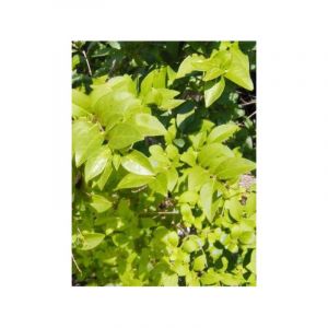 Tro&egrave;ne de Californie 'Lemon Lime' Pot de 2L/3L