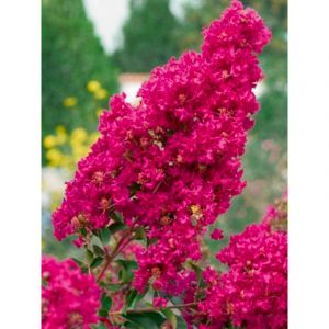 Lilas des Indes 'Summer Charm Tonto' Pot de 3L/4L