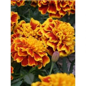 Oeillet d'Inde 'Anti-N&eacute;matodes' le sachet de 150 graines environ (0,5g)