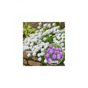 OFFRE IBERIS PLANTE VIVACE - 6 GODETS - plante vivace