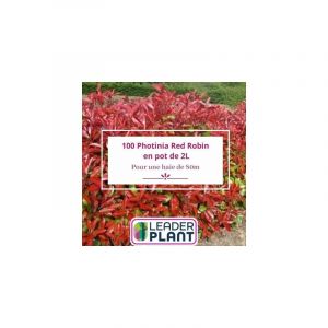 100 Photinia Red Robin pot 2 Litres
