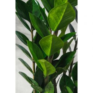 Zamioculcas Zamilifolia plante Padre Pio photos réelles H 100cm