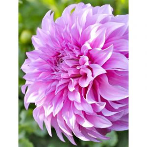 Dahlia g&eacute;ant d&eacute;coratif 'Vassio Meggos' Bulbe calibre I