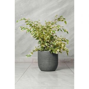 Ficus benjamina variegated Starlight pot 20 H 60/70 cm photos réelles plante réelle