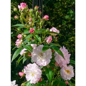 Rosier grimpant 'Siluetta Romantic' Pot de 4L/5L