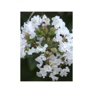 Lilas des Indes 'Pixie White' Pot de 7,5L/10L, Demi-tige