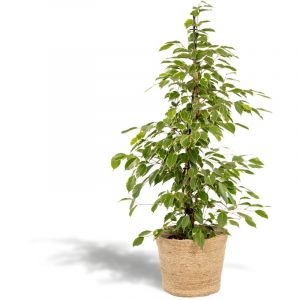 Ficus Benjamina Goldenking - Plante d&rsquo;int&eacute;rieur verte - &Oslash;21cm - ↕95cm + Mand Selin&ndash; ComfortXL Green