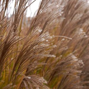 Roseau de Chine Kleine Silberspinne' - Miscanthus sinensis Kleine Silberspinne'godet 9cm