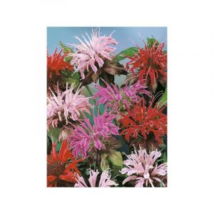 Monarde 'Superb Mixed' le sachet de 250 graines (0,15g)