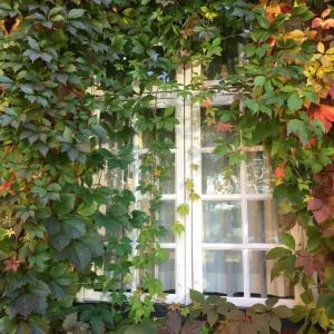 Vigne Vierge Commune (Ampelopsis Quinquefolia)