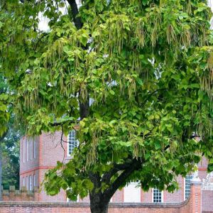 Catalpa commun/Pot de 15L