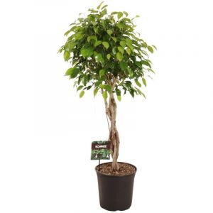 Ficus Benjamina Exotica en pot &Oslash;27cm Hauteur 120cm. Plante verte type Ficus Benjamina Exotica, livr&eacute;e en pot, id&eacute;ale pour int&eacute;rieur lumineux.