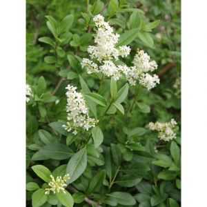 Tro&egrave;ne de Californie Pot de 7,5L/10L