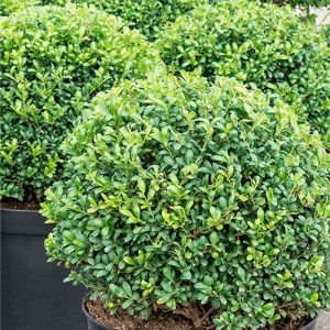 Le Jardin Du Pic Vert - Ilex crenata Convexa taillé en boule - Topiaire de Houx crénelé Pot de 7,5L/10L, Boule 30/35 Diamètre