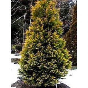 Cypr&egrave;s de Leyland 'Gold Rider' Pot de 6L/7L