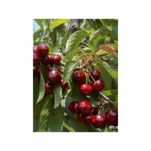 Le Jardin Du Pic Vert - Cerisier colonnaire 'Shanghai' Pot de 6L/7L, Colonnaire