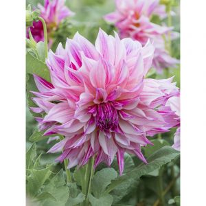 Dahlia g&eacute;ant d&eacute;coratif 'Caf&eacute; Au Lait Royal' Bulbe calibre I