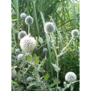 Boule azur&eacute;e 'Star Frost' Godet de 8/9 cm