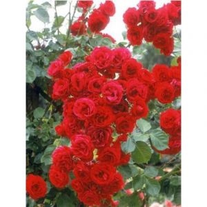 Rosier grimpant 'Sympathie' Racines nues en motte