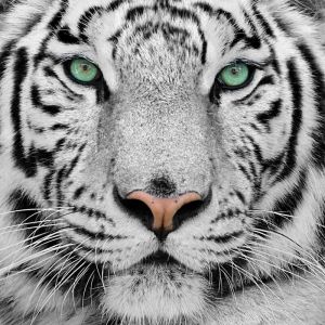 Tableau animaux tigre blanc du bengale - 50x50 cm