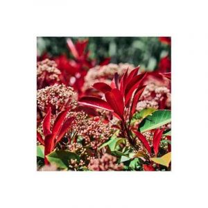 Pépinières Naudet - Photinia de fraser 'Little Red Robin' (Photinia x fraseri 'Little Red Robin')