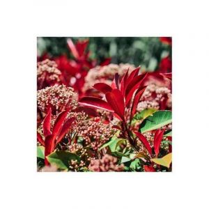 Photinia 'Little Red Robin' (Photinia fraserii Little Red Robin) - Godet 9cm