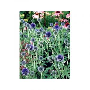 Boule azur&eacute;e 'Taplow Blue' Godet de 8/9 cm