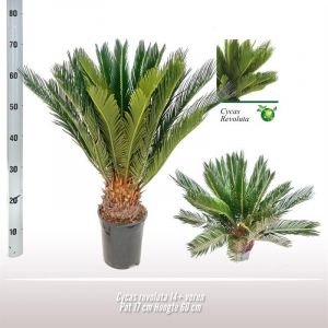 Cycas Revoluta en pot &Oslash;17cm Hauteur 60cm. Plante verte type Cycas Revoluta, livr&eacute;e en pot, id&eacute;ale pour int&eacute;rieur lumineux.