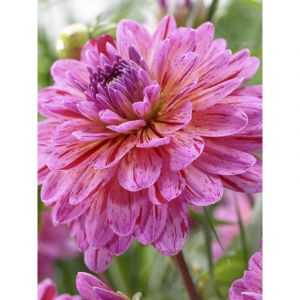 Dahlia d&eacute;coratif 'Tropical' Bulbe calibre I