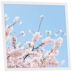 Dalle LED Imprim&eacute;e 60x60 cm - Motif Fleurs de Ciel - Lumi&egrave;re Blanc Neutre 4000K - Panneau Lumineux pour Plafond Bureau Salon Cuisine - Facile &agrave;