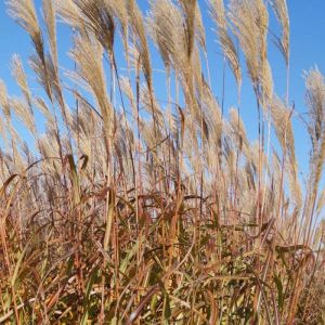 Miscanthus, Roseau de Chine Silberfeder/Lot de 9 godets