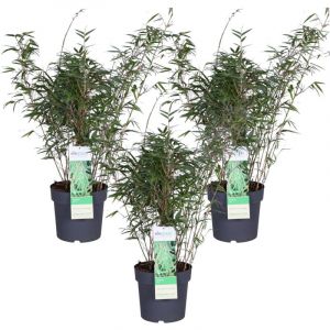 Fargesia rufa - Bambou nain &Oslash;23cm ↕80cm (lot de 3)&ndash; ComfortXL Green